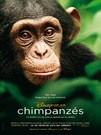 CHIMPANZES