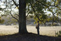 Photo 2 pour L'ARBRE ET LA FORET