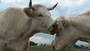 Photo 1 pour BOVINES