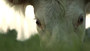 Photo 3 pour BOVINES