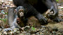Photo 1 pour CHIMPANZES