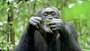 Photo 2 pour CHIMPANZES