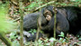 Photo 3 pour CHIMPANZES