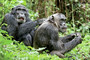 Photo 4 pour CHIMPANZES