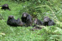 Photo 5 pour CHIMPANZES