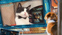 Photo 3 pour COMME CHIENS ET CHATS EN 3D - LA REVANCHE DE KITTY GALORE