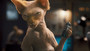 Photo 4 pour COMME CHIENS ET CHATS EN 3D - LA REVANCHE DE KITTY GALORE