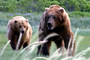 Photo 3 pour GRIZZLY MAN