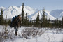 Photo 2 pour INTO THE WILD