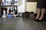 Photo 5 pour LES VIEUX CHATS
