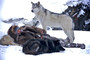 Photo 3 pour LOUP