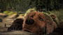 Photo 4 pour L'OURS MONTAGNE