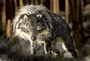 Photo 3 pour PIERRE ET LE LOUP