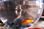 Photo 1 pour LA VIE SAUVAGE DES ANIMAUX DOMESTIQUES
