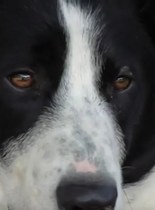 Parler avec les animaux