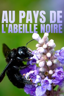 AU PAYS DE L'ABEILLE NOIRE