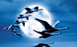 Photo 1 pour Le peuple migrateur
